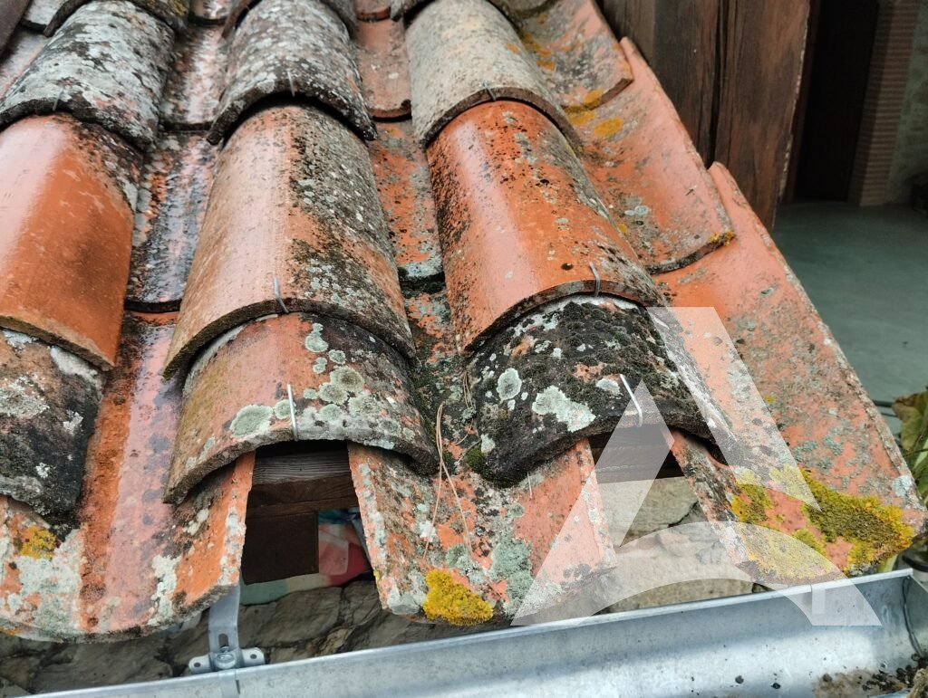 Mousse et moisissures à nettoyer sur tuile en terre cuite